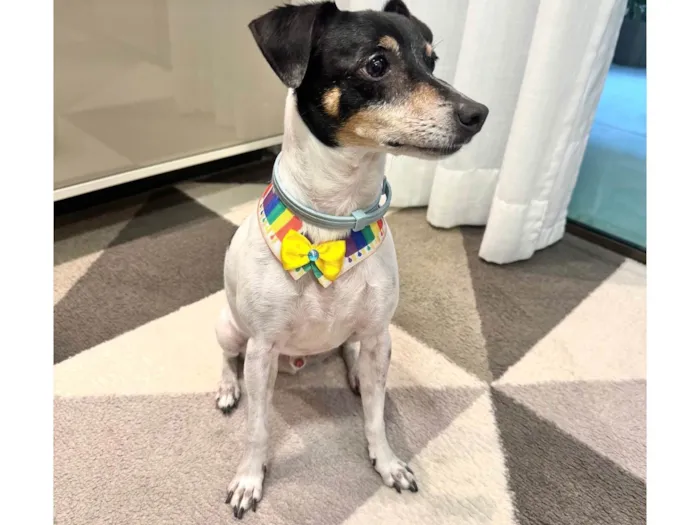 Cachorro ra a Fox Terrier idade 6 ou mais anos nome Olaf