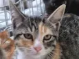 Gato ra a SRD-ViraLata idade 2 a 6 meses nome MILENE TRICOLOR