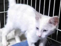 Gato raça SRD-ViraLata idade 2 a 6 meses nome NINI CLARA