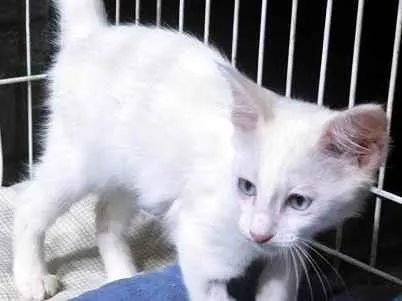 Gato ra a SRD-ViraLata idade 2 a 6 meses nome NINI CLARA