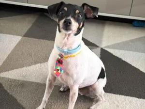 Cachorro ra a Fox Terrier idade 6 ou mais anos nome Olaf