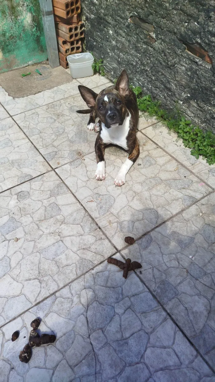 Cachorro ra a Pit-Bull idade 7 a 11 meses nome Kiara