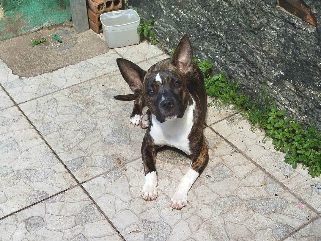 Cachorro ra a Pit-Bull idade 7 a 11 meses nome Kiara