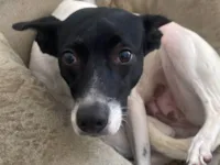 Cachorro raça SRD-ViraLata idade 2 a 6 meses nome PATRICIA TEIXEIRA MARTINS