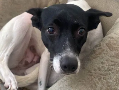 Cachorro raça SRD-ViraLata idade 2 a 6 meses nome PATRICIA TEIXEIRA MARTINS