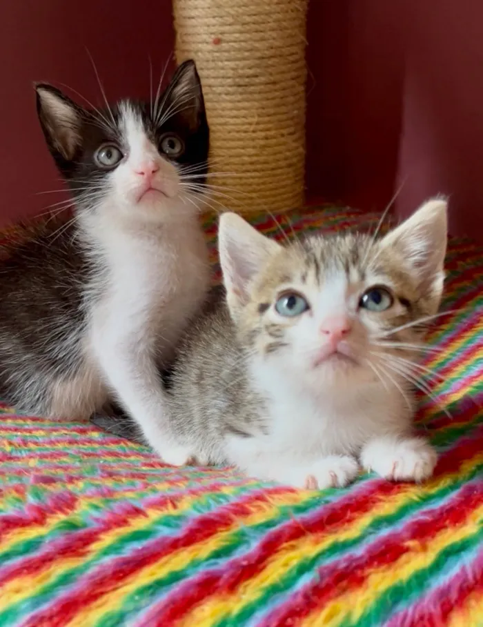 Gato raça SRD-ViraLata idade Abaixo de 2 meses nome Catatau e Pépe
