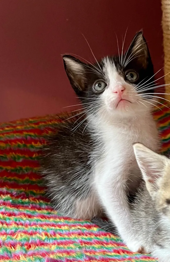 Gato raça SRD-ViraLata idade Abaixo de 2 meses nome Catatau e Pépe