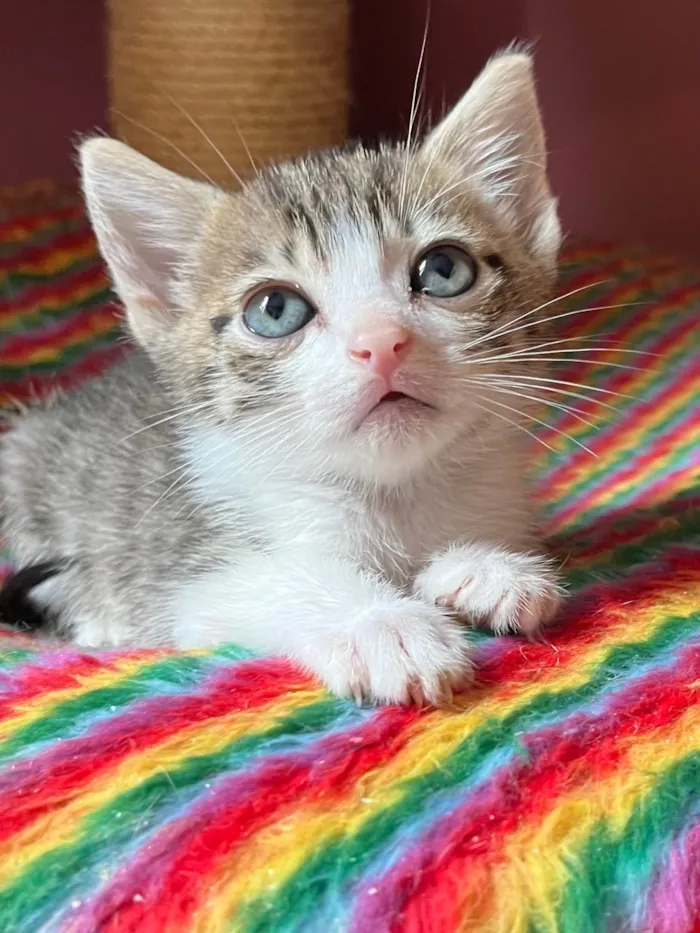 Gato raça SRD-ViraLata idade Abaixo de 2 meses nome Catatau e Pépe