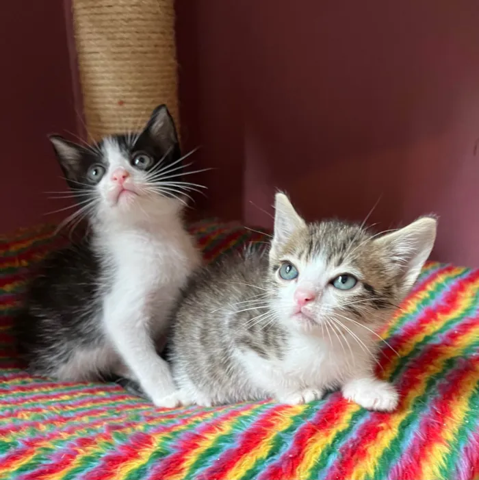 Gato raça SRD-ViraLata idade Abaixo de 2 meses nome Catatau e Pépe