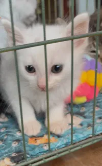 Gato ra a SRD-ViraLata idade Abaixo de 2 meses nome Mano e Guri