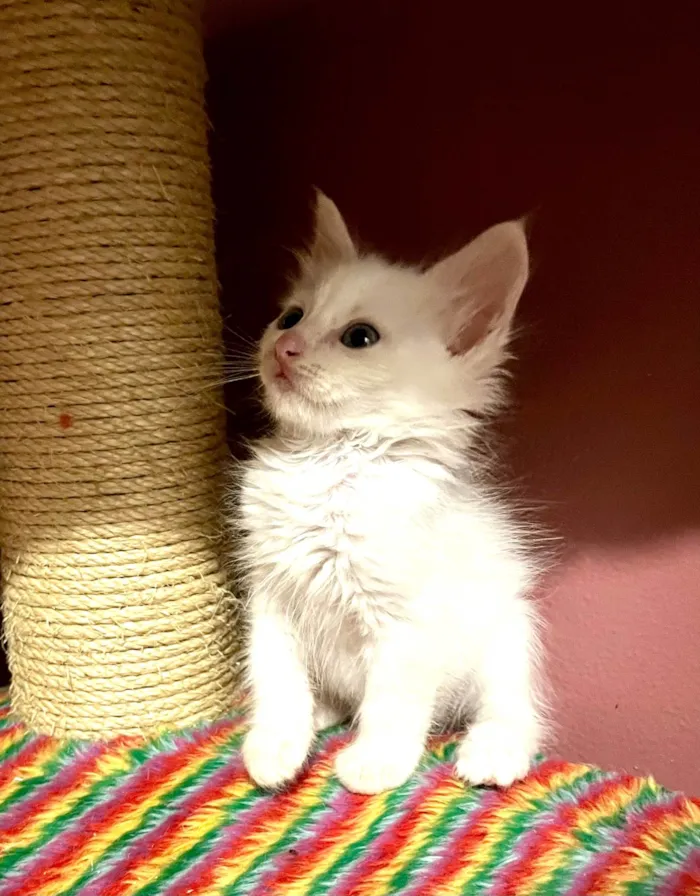 Gato ra a SRD-ViraLata idade Abaixo de 2 meses nome Mano e Guri