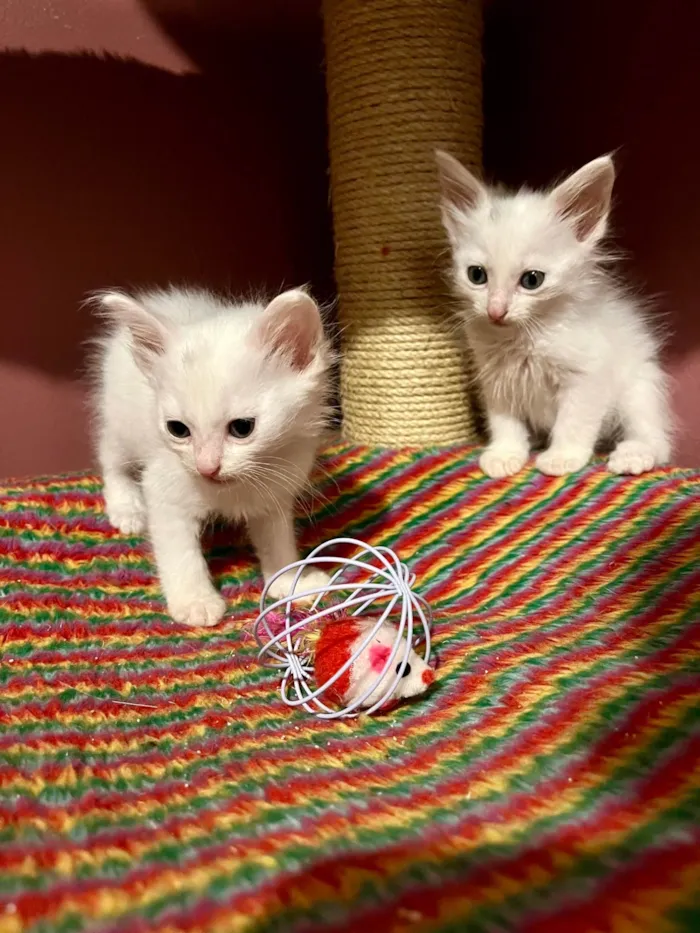 Gato ra a SRD-ViraLata idade Abaixo de 2 meses nome Mano e Guri