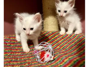 Gato raça SRD-ViraLata idade Abaixo de 2 meses nome Mano e Guri