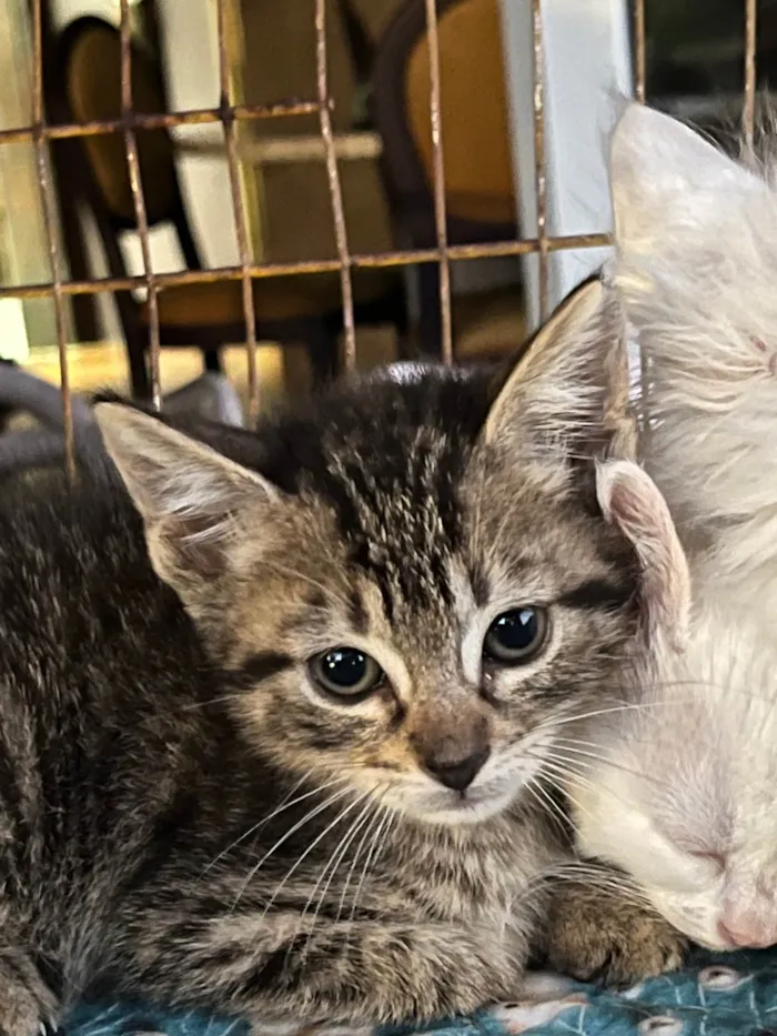 Gato ra a SRD-ViraLata idade Abaixo de 2 meses nome Marcelo