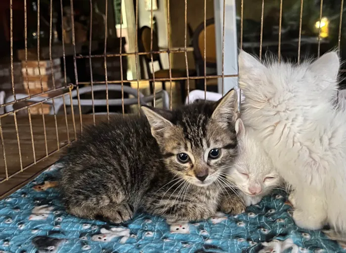 Gato ra a SRD-ViraLata idade Abaixo de 2 meses nome Marcelo