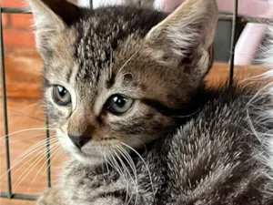 Gato raça SRD-ViraLata idade Abaixo de 2 meses nome Marcelo