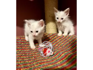 Gato ra a SRD-ViraLata idade Abaixo de 2 meses nome Mano e Guri