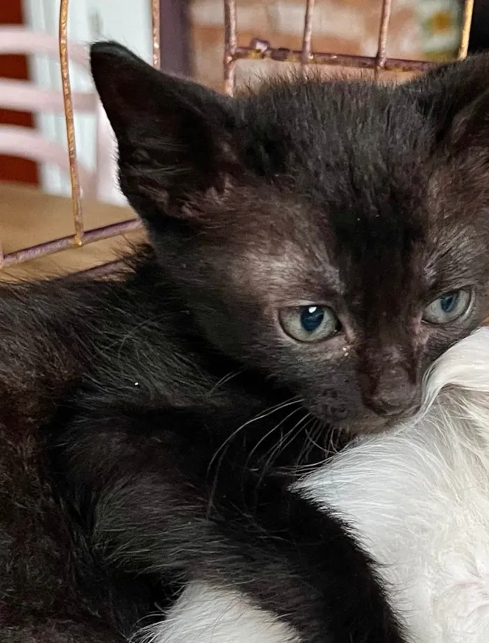 Gato ra a SRD-ViraLata idade Abaixo de 2 meses nome Maria Luiza