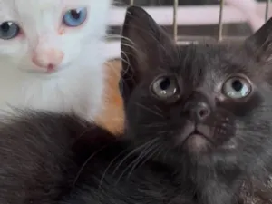 Gato raça SRD-ViraLata idade Abaixo de 2 meses nome Maria Luiza