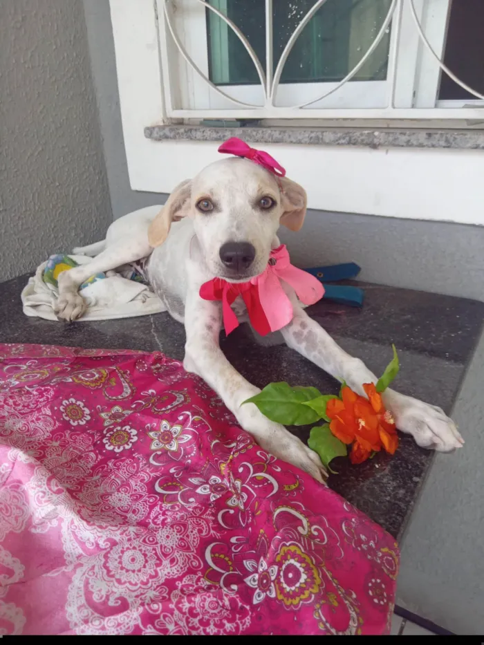 Cachorro ra a SRD-ViraLata idade 2 a 6 meses nome Aziza 