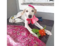 Cachorro raça SRD-ViraLata idade 2 a 6 meses nome Aziza 