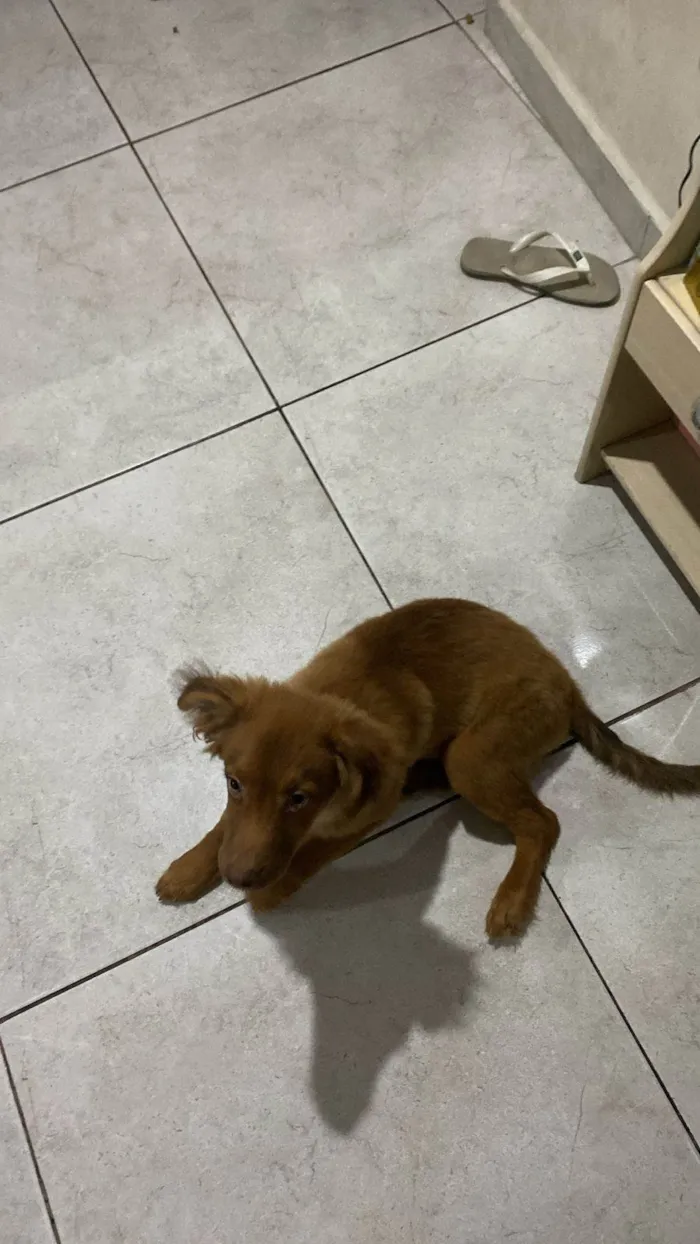 Cachorro ra a SRD-ViraLata idade 2 a 6 meses nome Toddy