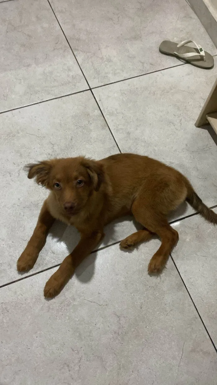 Cachorro ra a SRD-ViraLata idade 2 a 6 meses nome Toddy