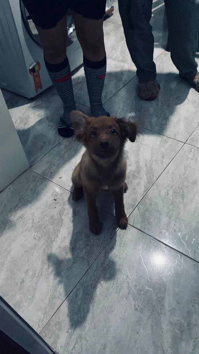 Cachorro ra a SRD-ViraLata idade 2 a 6 meses nome Toddy