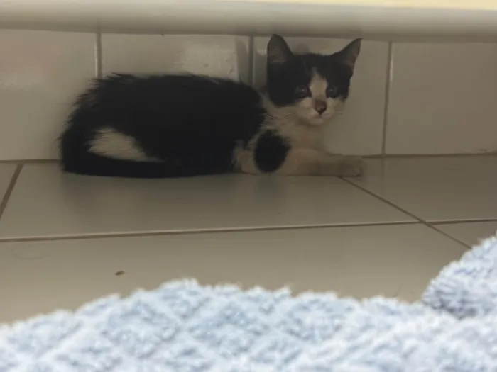 Gato ra a SRD-ViraLata idade 2 a 6 meses nome Taylor 