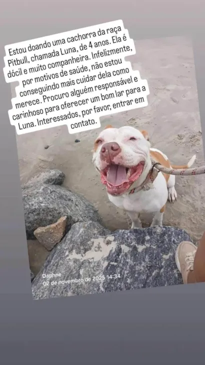 Cachorro ra a Pit-Bull idade 3 anos nome Luna