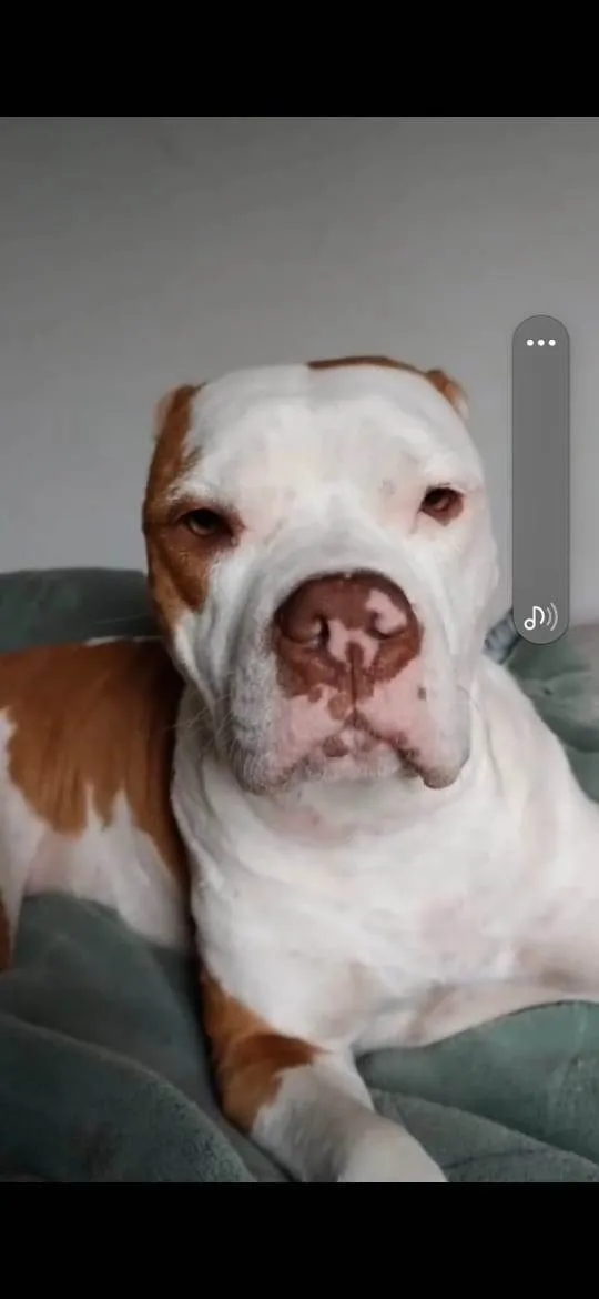 Cachorro ra a Pit-Bull idade 3 anos nome Luna