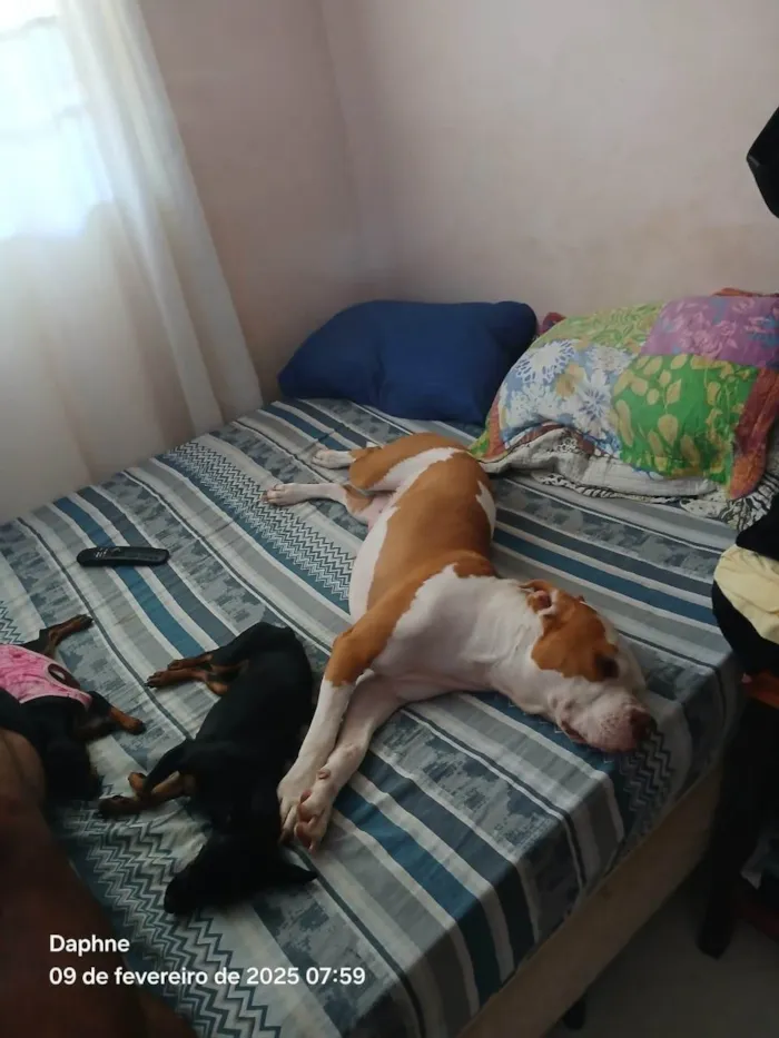 Cachorro ra a Pit-Bull idade 3 anos nome Luna