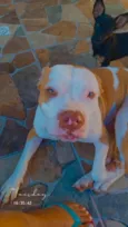 Cachorro ra a Pit-Bull idade 3 anos nome Luna