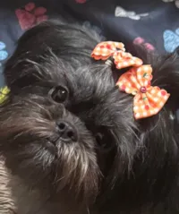 Cachorro ra a Shitzu idade 2 anos nome MAJU