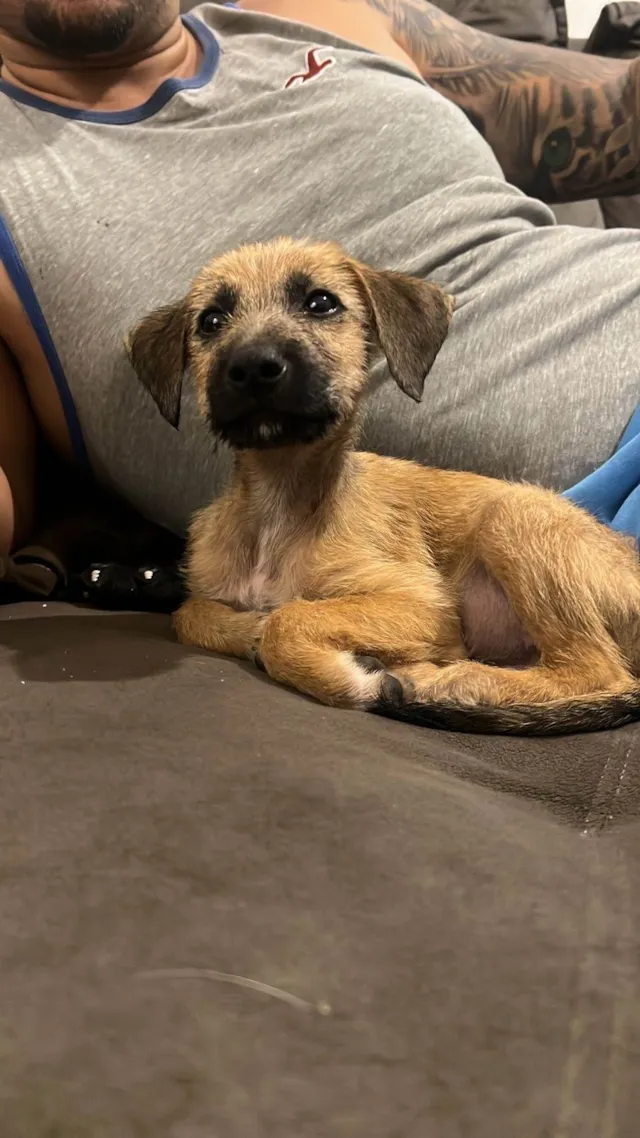 Cachorro ra a SRD-ViraLata idade Abaixo de 2 meses nome Timao