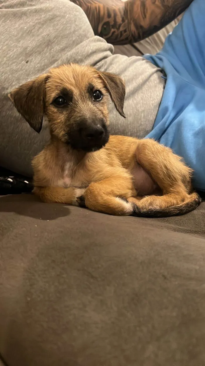 Cachorro ra a SRD-ViraLata idade Abaixo de 2 meses nome Timao