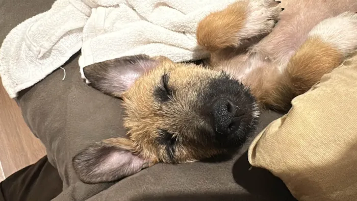 Cachorro ra a SRD-ViraLata idade Abaixo de 2 meses nome Timao