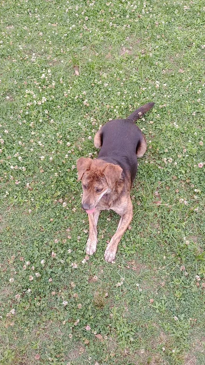 Cachorro raça SRD-ViraLata idade 2 anos nome Chico