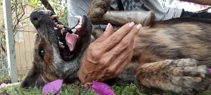Cachorro raça SRD-ViraLata idade 2 anos nome Chico