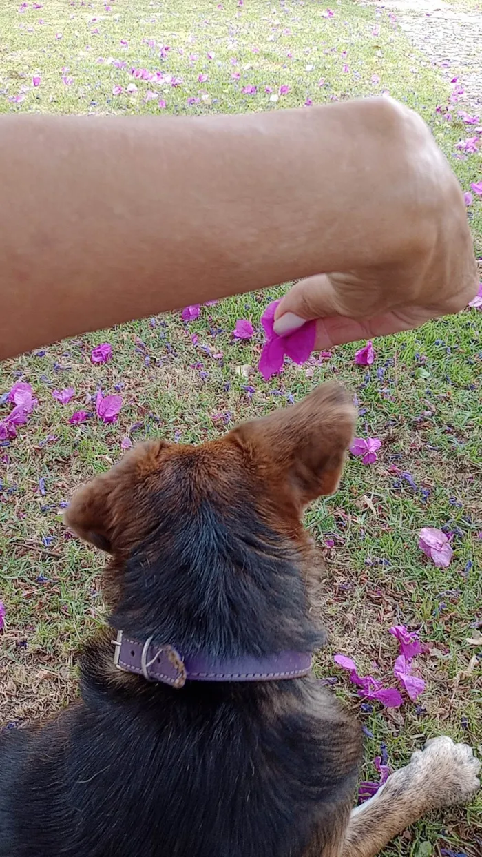 Cachorro raça SRD-ViraLata idade 2 anos nome Chico