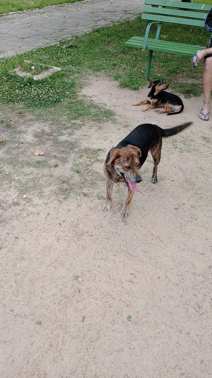 Cachorro raça SRD-ViraLata idade 2 anos nome Chico