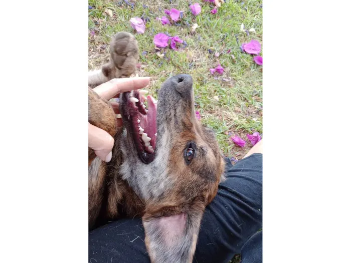 Cachorro raça SRD-ViraLata idade 2 anos nome Chico