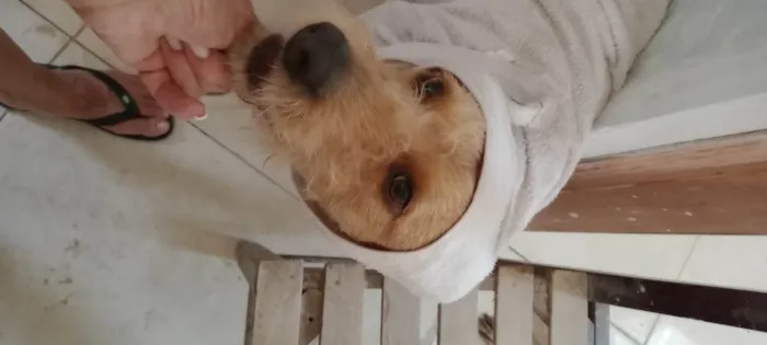 Cachorro ra a SRD-ViraLata idade 2 anos nome Alemao Fofo