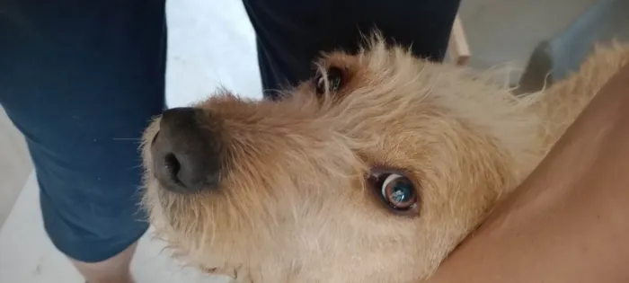 Cachorro ra a SRD-ViraLata idade 2 anos nome Alemao Fofo