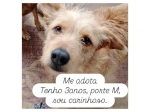 Cachorro ra a SRD-ViraLata idade 2 anos nome Alemao Fofo