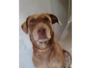 Cachorro raça SRD-ViraLata idade 2 anos nome Fafá 
