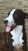 Cachorro ra a SRD-ViraLata idade 7 a 11 meses nome Pandora 