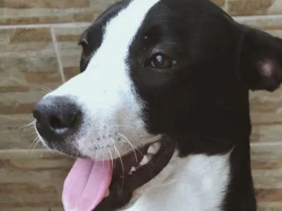 Cachorro raça SRD-ViraLata idade 7 a 11 meses nome Pandora 