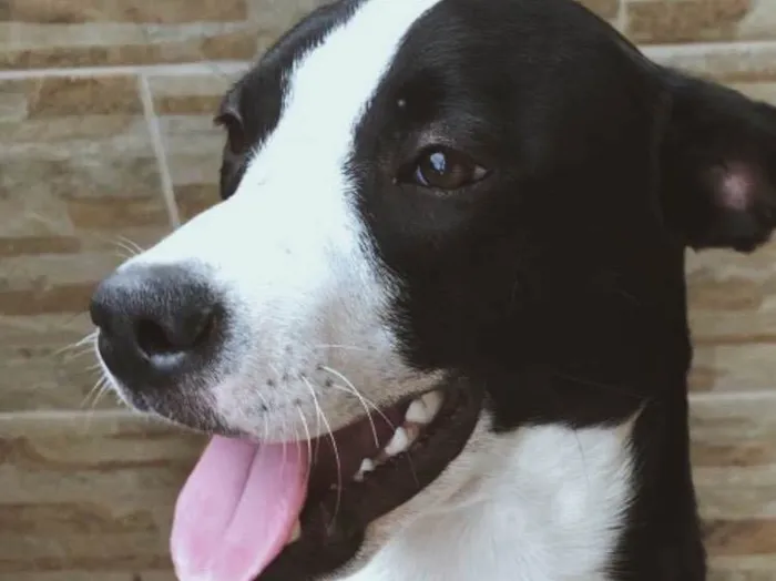 Cachorro ra a SRD-ViraLata idade 7 a 11 meses nome Pandora 