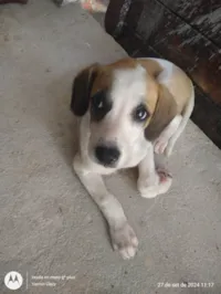 Cachorro ra a SRD-ViraLata idade 2 anos nome Marley 